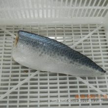 Frozen Mackerel Fish Fillet Products